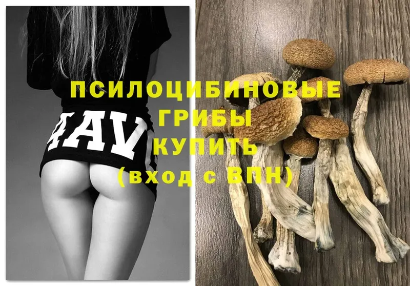 это клад  где купить наркоту  Майкоп  Галлюциногенные грибы MAGIC MUSHROOMS 